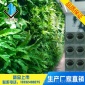 水培植物墙花盆/植物墙组合花盆/无土栽培植物墙花盆/水培花盆